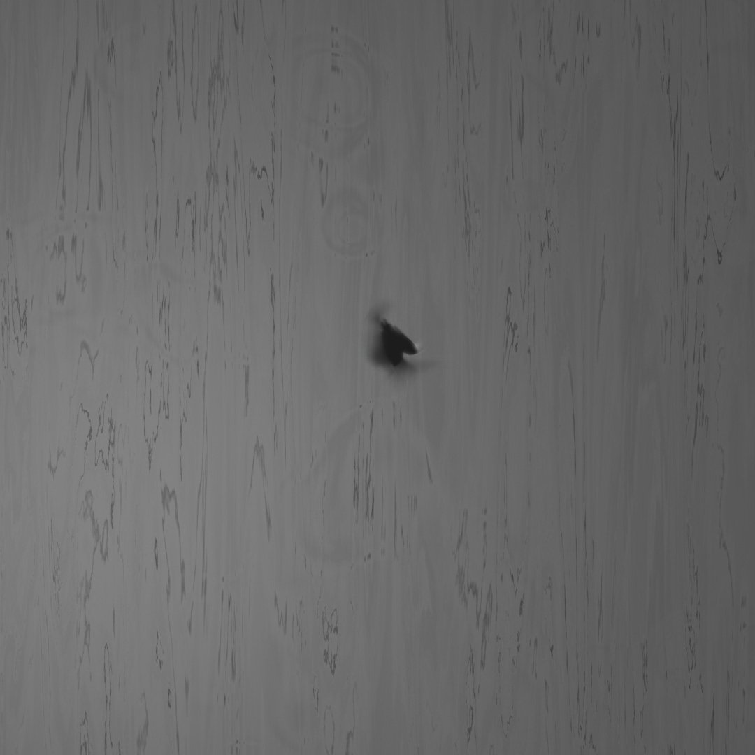 Vision King identificando restos de insetos na superfície da madeira