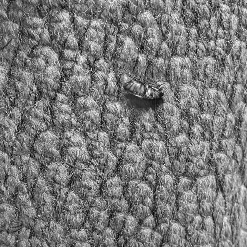 Vision King detectando insetos